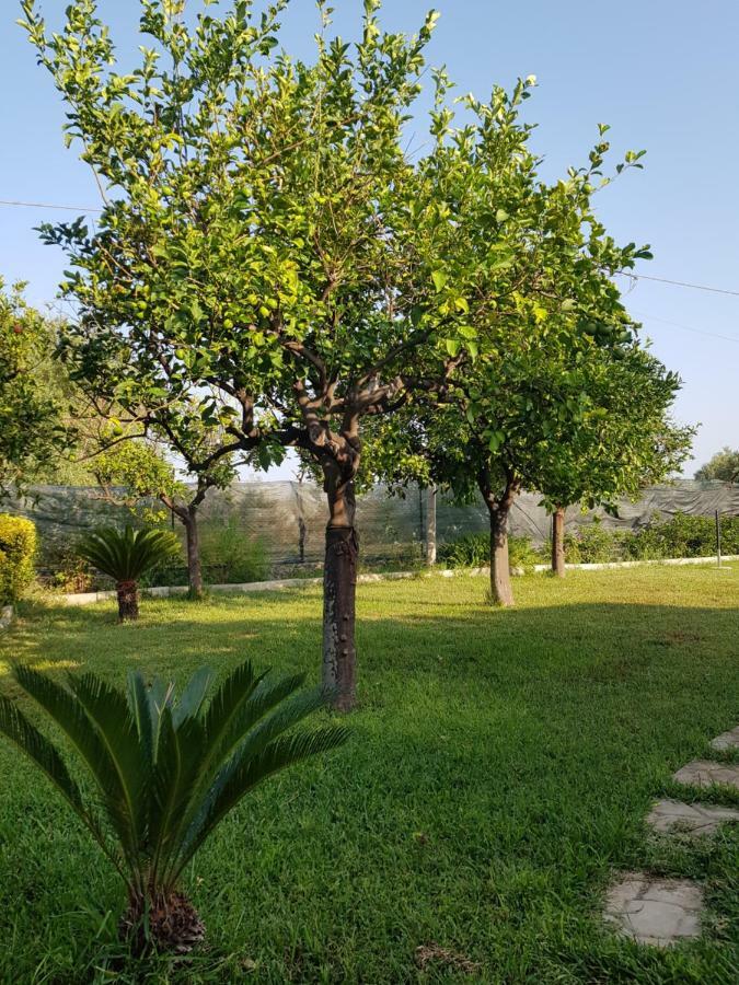 Ferienwohnung Alexsander Garden Floridia Exterior foto